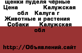 щенки пуделя чёрные › Цена ­ 10 000 - Калужская обл., Калуга г. Животные и растения » Собаки   . Калужская обл.